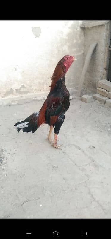 High qaulity mainwali breed 0