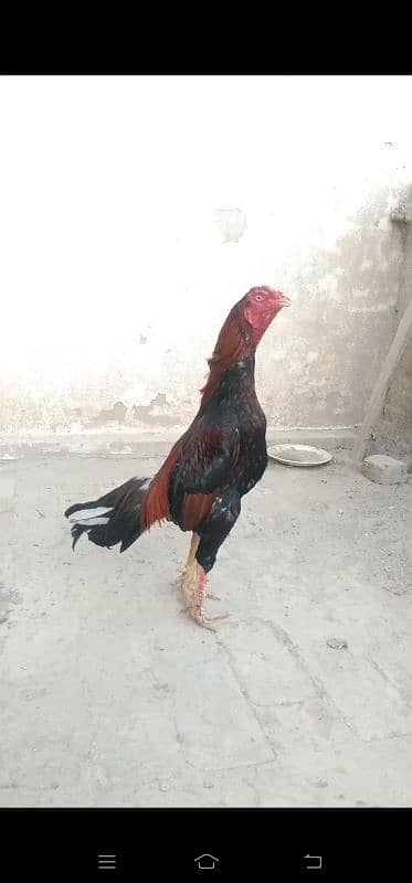 High qaulity mainwali breed 1