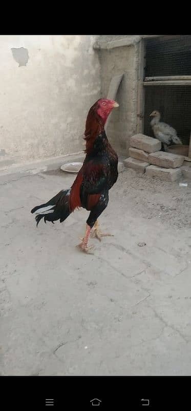 High qaulity mainwali breed 3