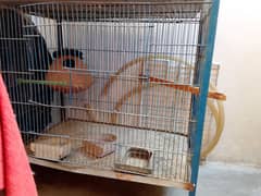 sale two cage ek cage two floor and one single