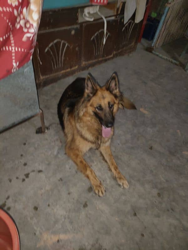 German Shepherd | GSD | Female | Non -Ped 6