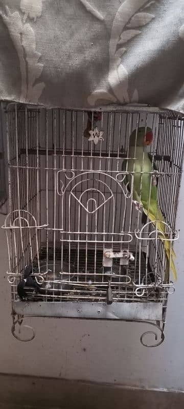 Raw cage for sale 1