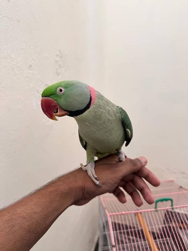 Raw Alexandrine tammed male 0