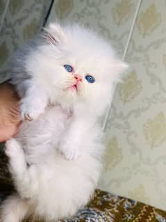 Persian/cats/kittens/Babies/ Available for sale