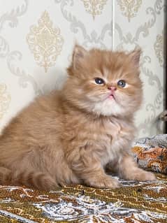 peki face/Persian/calico/bicolour/Babies/ Available for sale