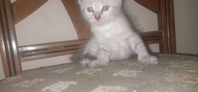 Persian Kitten Triple Coated Healthy & Active 2