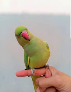 parrot for sale contact more details 03708363723