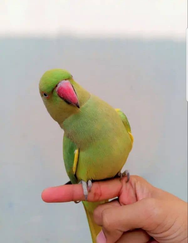 parrot for sale contact more details 03708363723 0