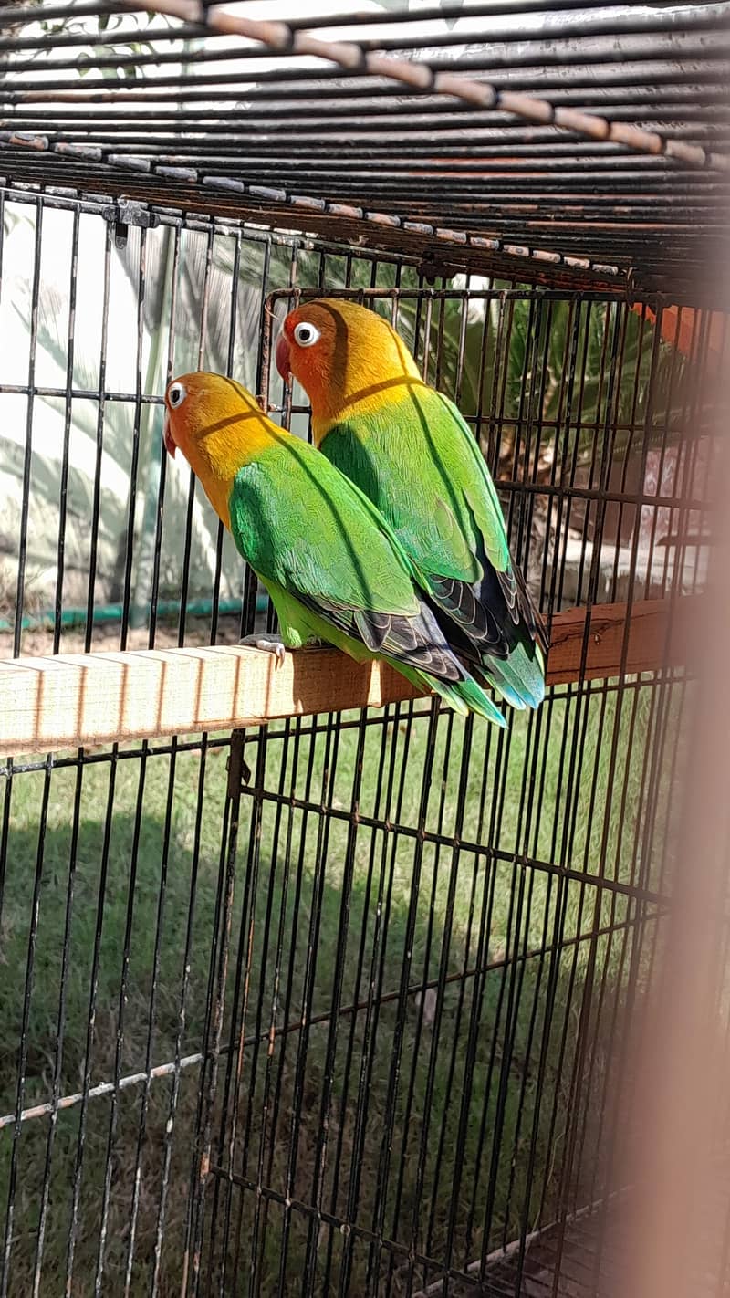 Breeder female love birds 0