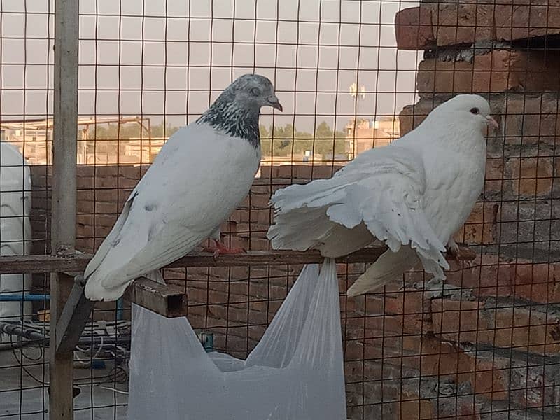 Laka breader pairs , sherazi  pair , fancy pigeon , (034445783416) 0