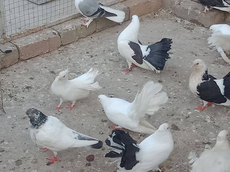 Laka breader pairs , sherazi  pair , fancy pigeon , (034445783416) 1