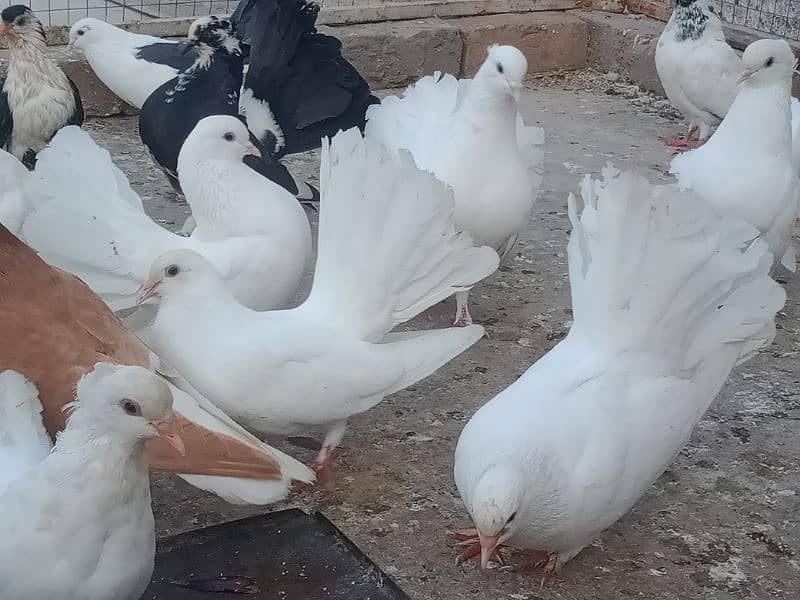 Laka breader pairs , sherazi  pair , fancy pigeon , (034445783416) 4