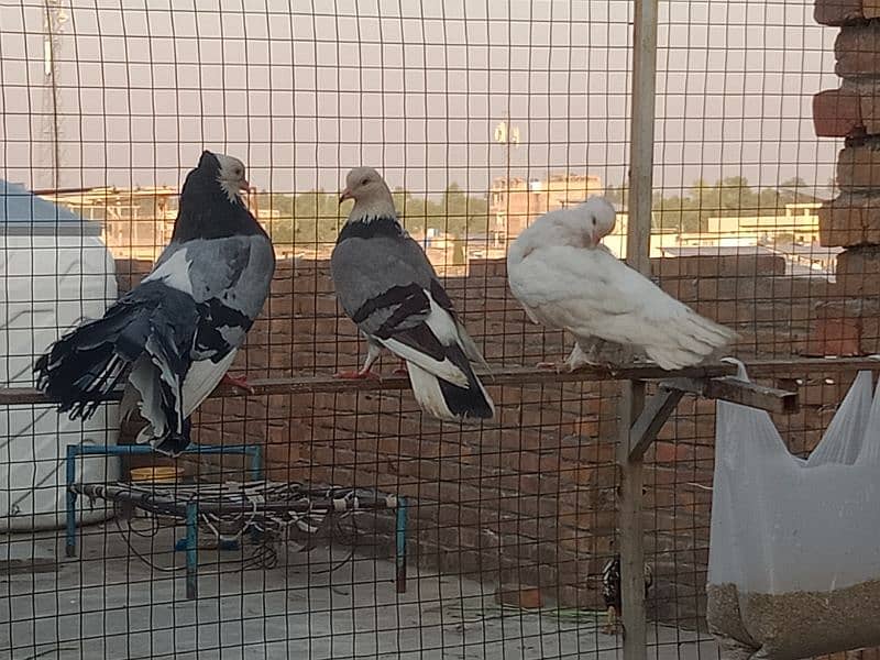 Laka breader pairs , sherazi  pair , fancy pigeon , (034445783416) 5