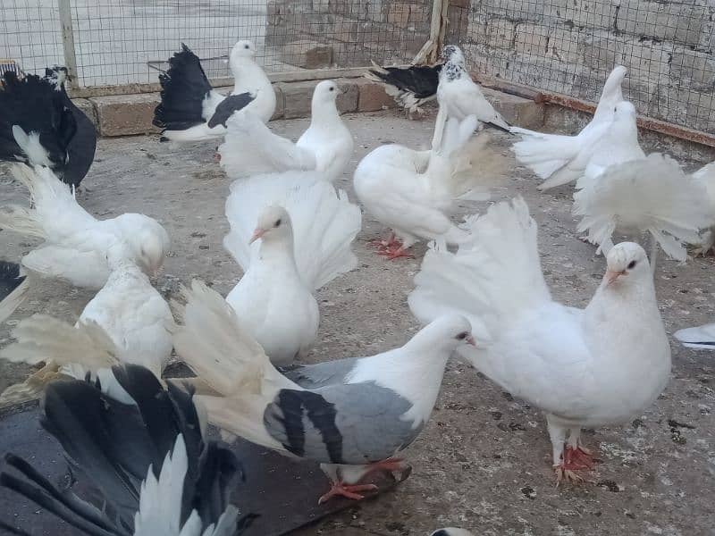 Laka breader pairs , sherazi  pair , fancy pigeon , (034445783416) 6