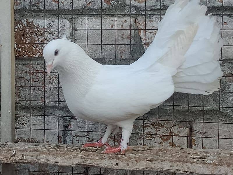 Laka breader pairs , sherazi  pair , fancy pigeon , (034445783416) 7