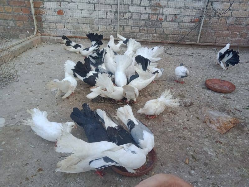 Laka breader pairs , sherazi  pair , fancy pigeon , (034445783416) 8