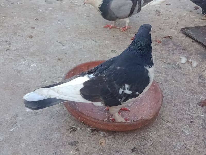 Laka breader pairs , sherazi  pair , fancy pigeon , (034445783416) 11