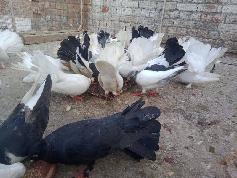 Laka breader pairs , sherazi  pair , fancy pigeon , (034445783416) 12