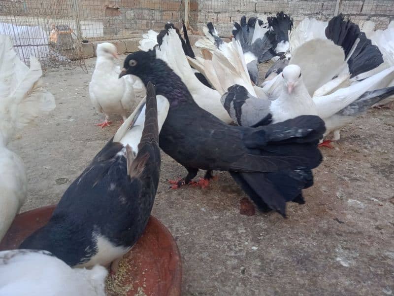 Laka breader pairs , sherazi  pair , fancy pigeon , (034445783416) 13