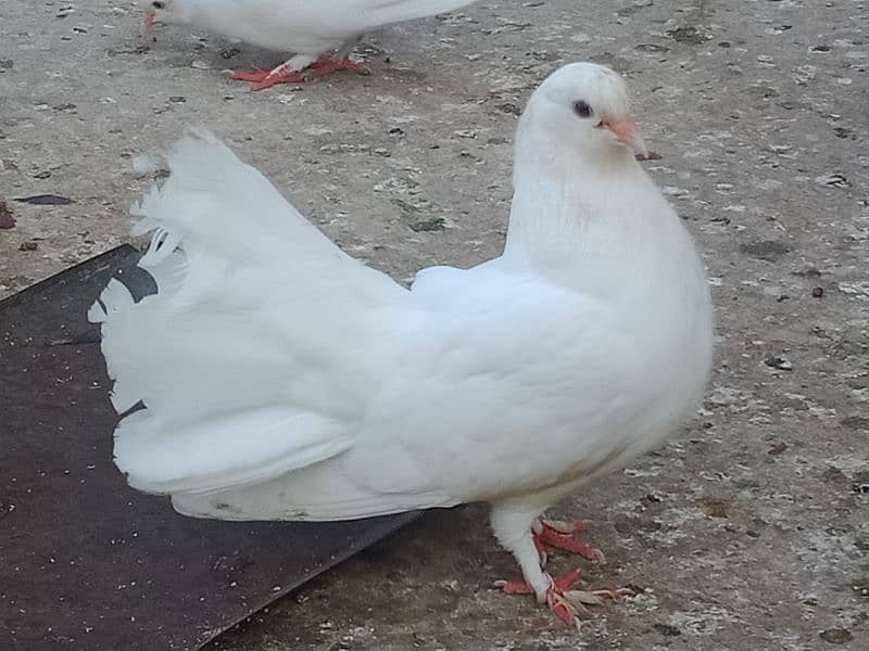 Laka breader pairs , sherazi  pair , fancy pigeon , (034445783416) 16