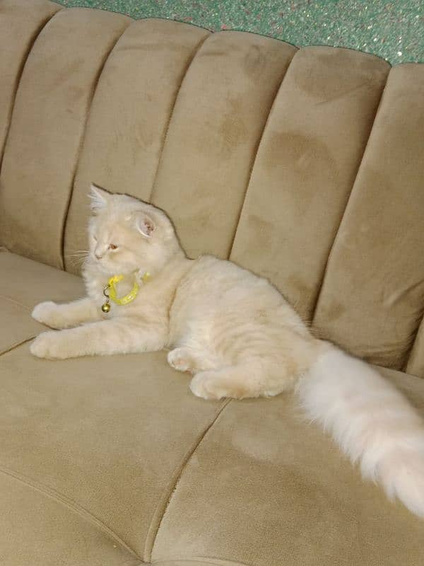 Persian cat triple coated very active and healthy 0