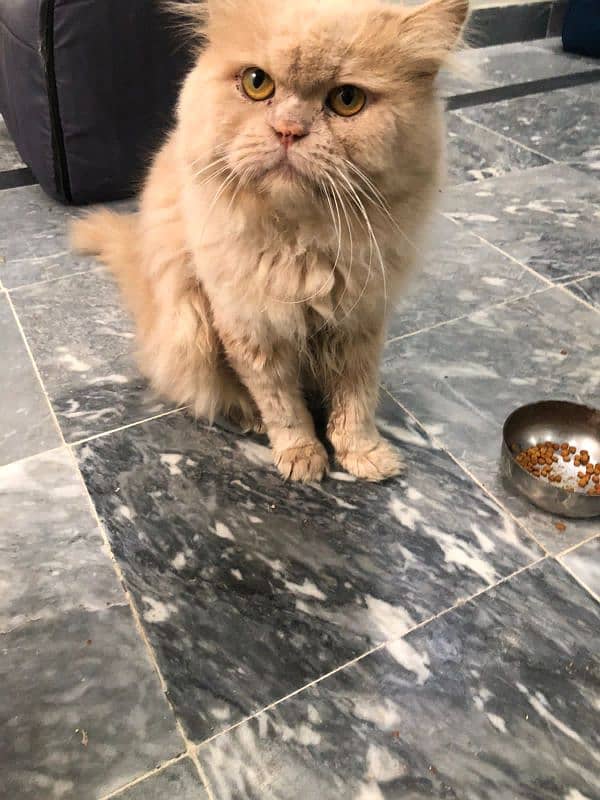 Punch Face Persian Triple Coated Male Cat 0