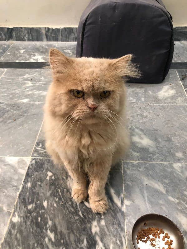 Punch Face Persian Triple Coated Male Cat 2