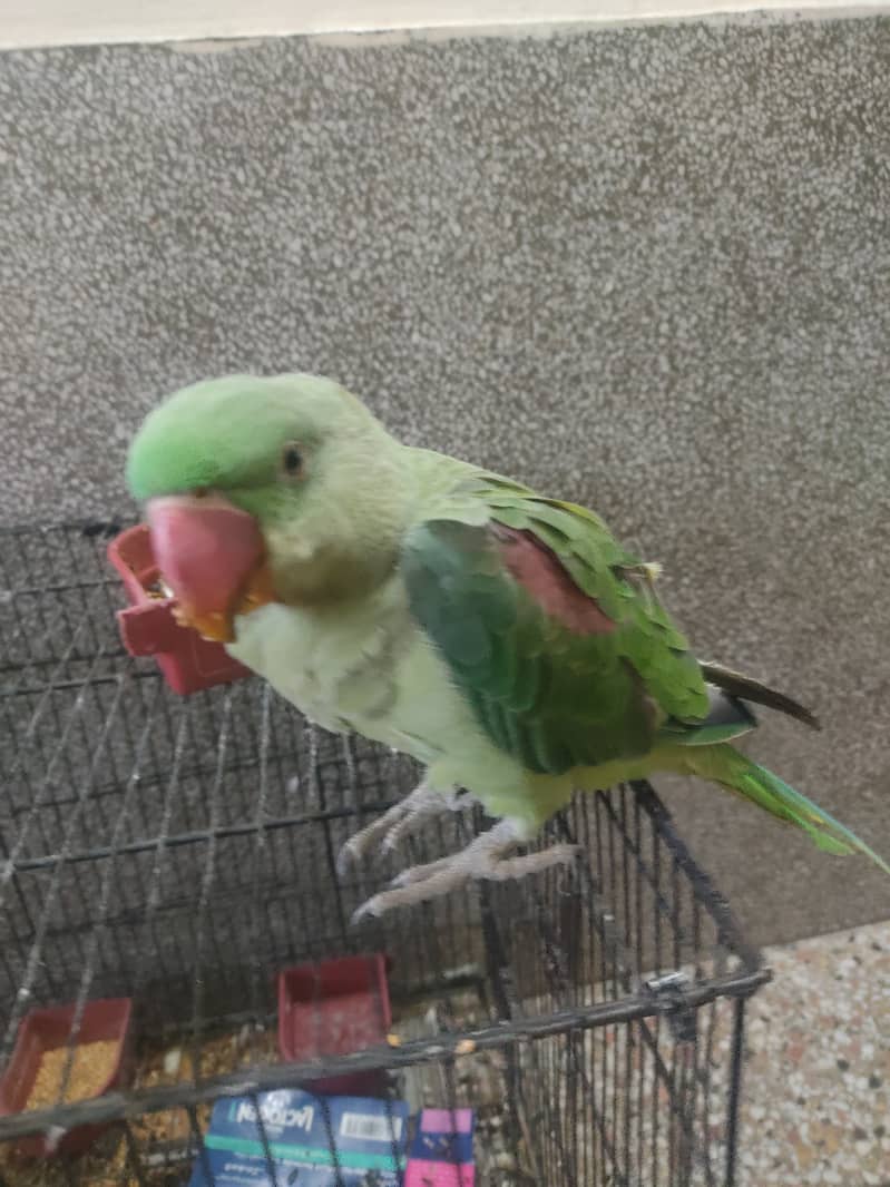 Raw parrot urgent sale only interested come to inbox 0