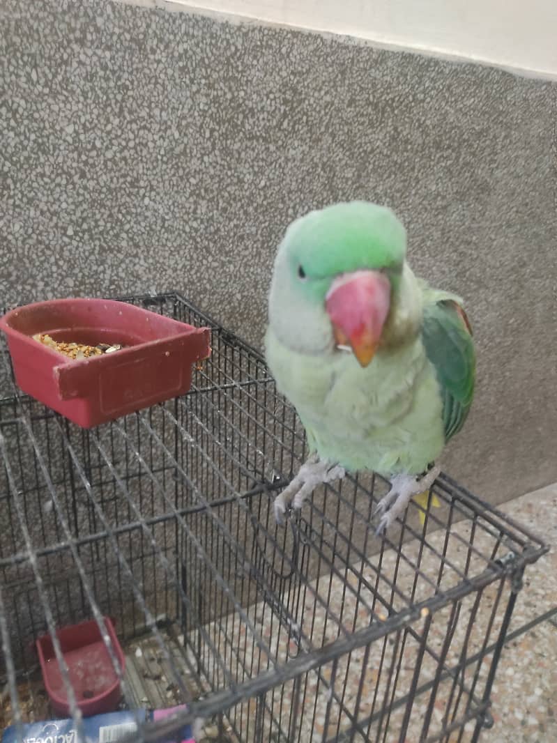 Raw parrot urgent sale only interested come to inbox 1