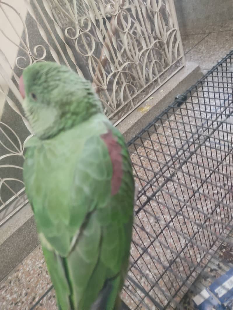 Raw parrot urgent sale only interested come to inbox 2