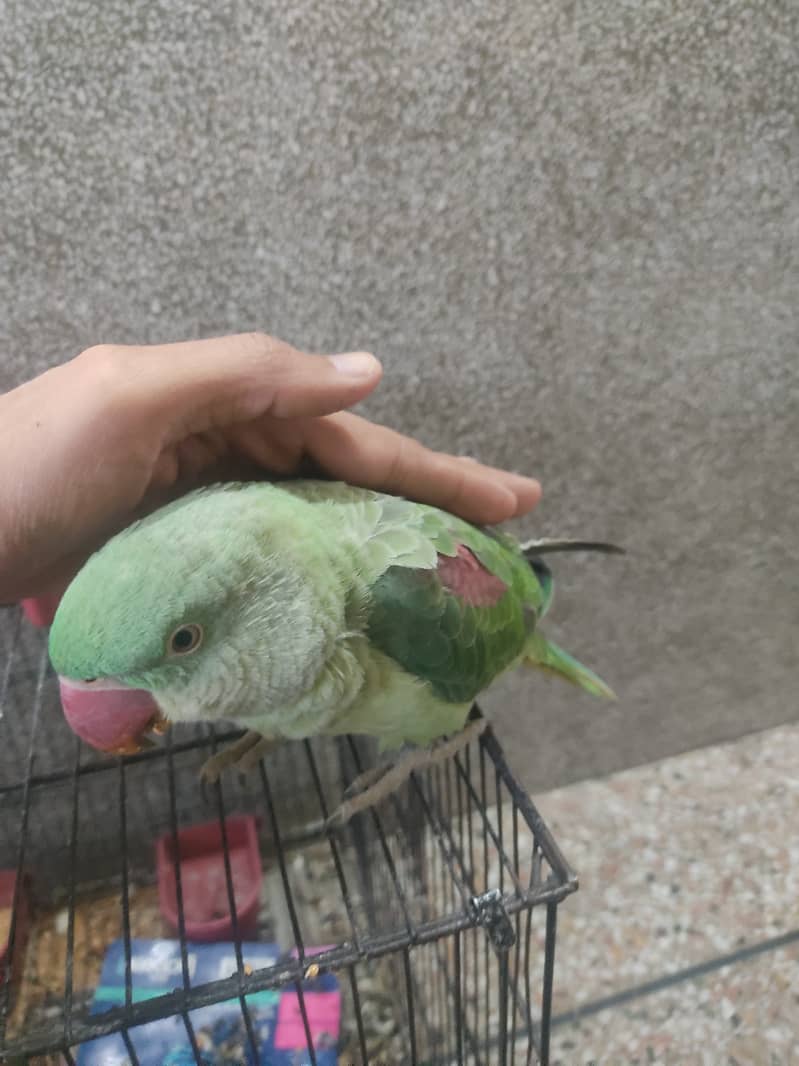 Raw parrot urgent sale only interested come to inbox 3