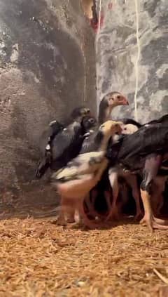 Japanese  shamo | black O Shamo | Shamo Chicks | Chicks | Aseel Shamo