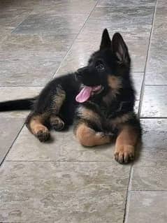 German Shepherd puppies for sale