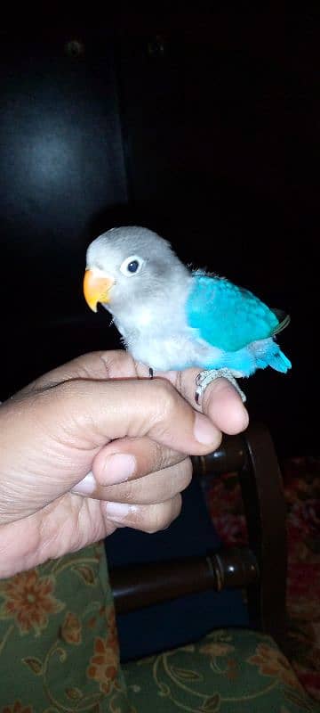 hand tame blue fishri chick 0