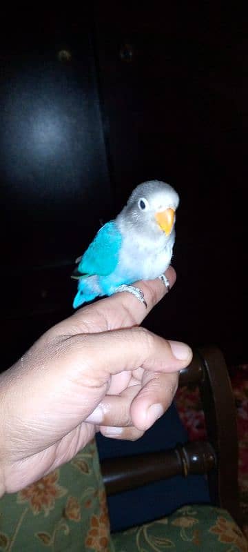 hand tame blue fishri chick 2