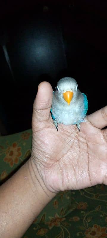 hand tame blue fishri chick 3