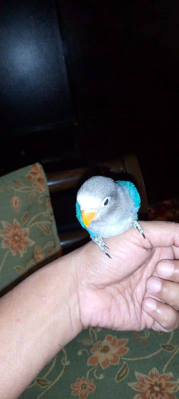 hand tame blue fishri chick 4