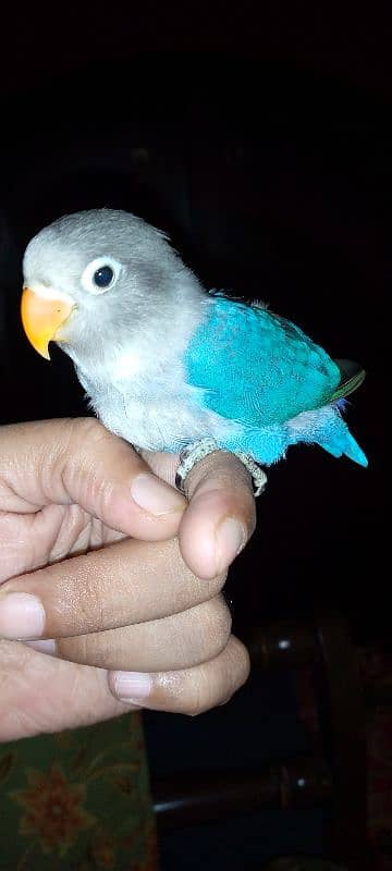 hand tame blue fishri chick 6