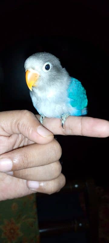 hand tame blue fishri chick 7