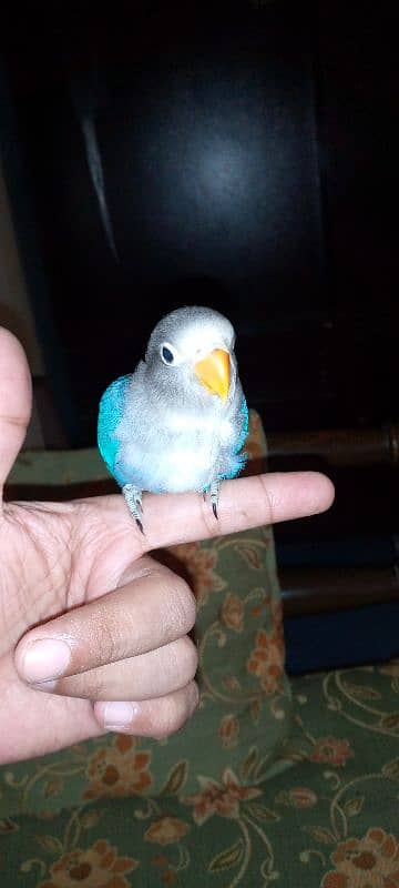 hand tame blue fishri chick 8