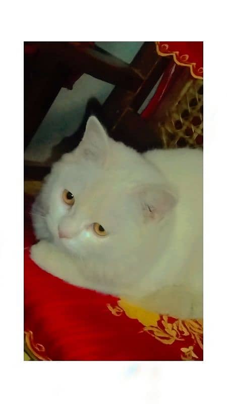 white pressian female cat . Washroom traine friendly Cat 3