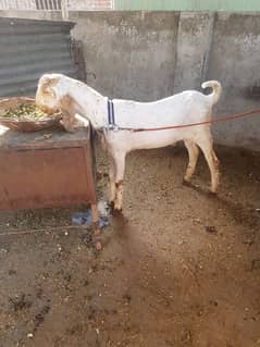 mahki cheena bakra