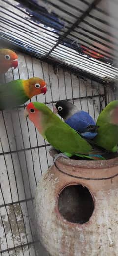 Fisher colour love bird forsale