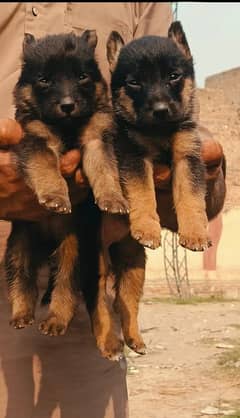 German shepherd double coat pair 2 months for sale