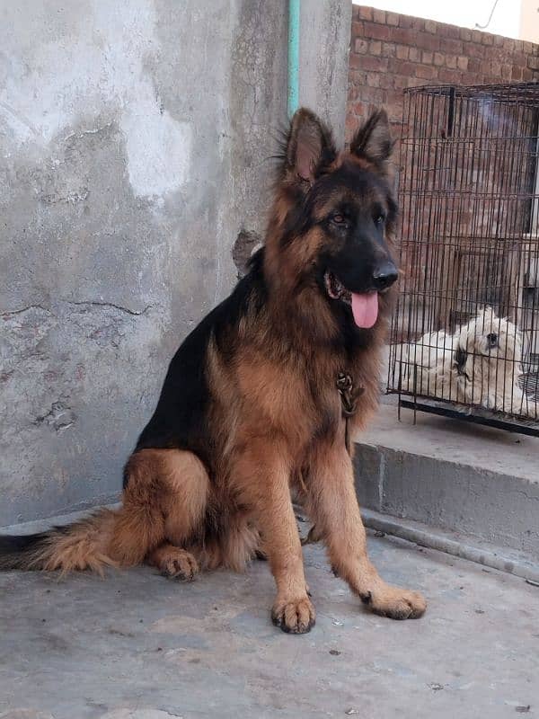 German shepherd male 0