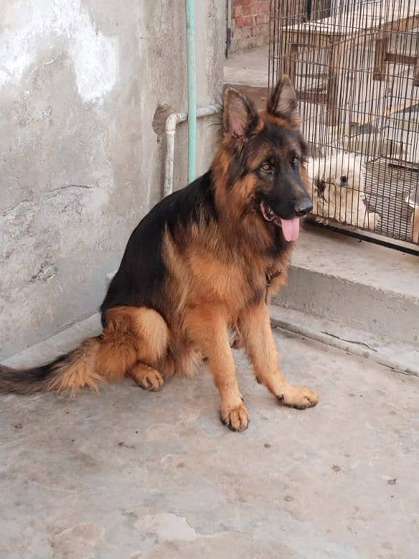 German shepherd male 1