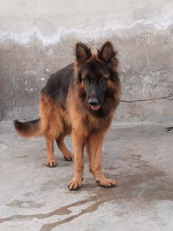 German shepherd male 3