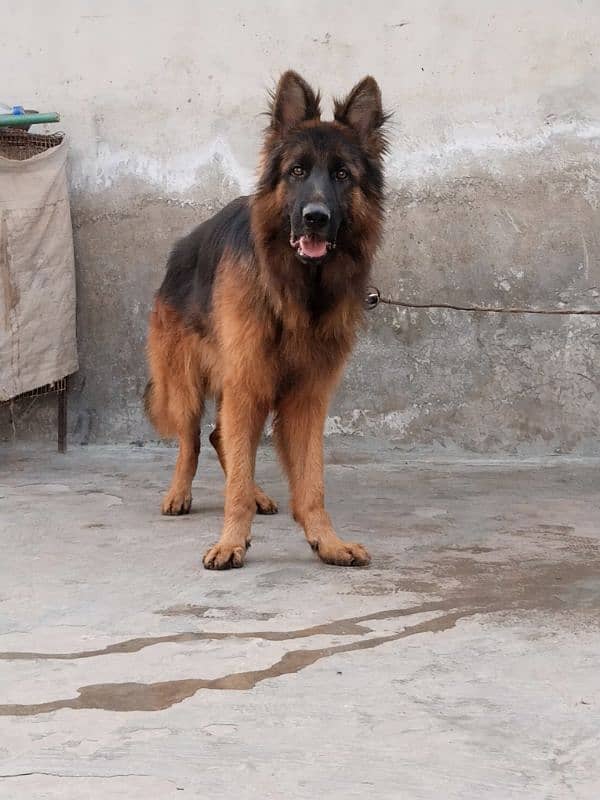 German shepherd male 4