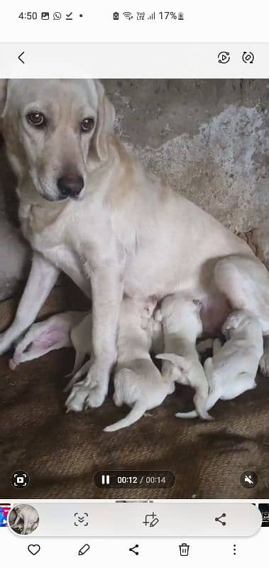 Labrador puppies available 2