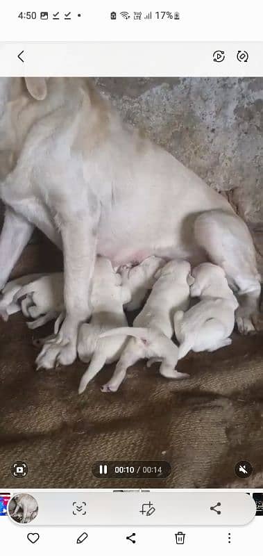 Labrador puppies available 3